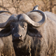 Illustration for article titled Oh nothing, just a genet riding a buffalo